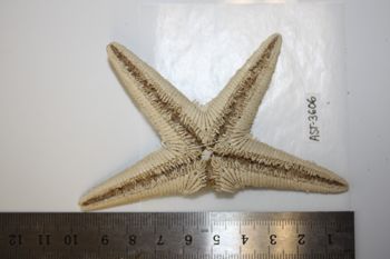 Media type: image;   Invertebrate Zoology AST-3606 Description: Preserved specimen.;